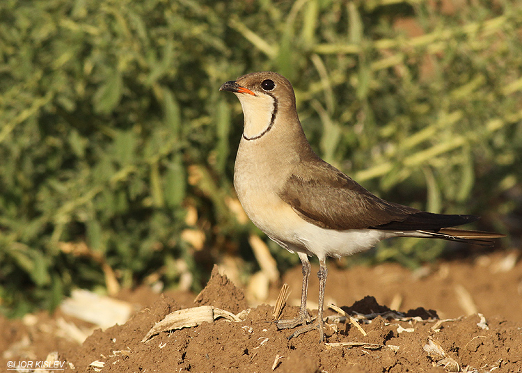 .Collared Pratincole  Glareola pratincola , Golan heights , June 2013. Lior Kislev